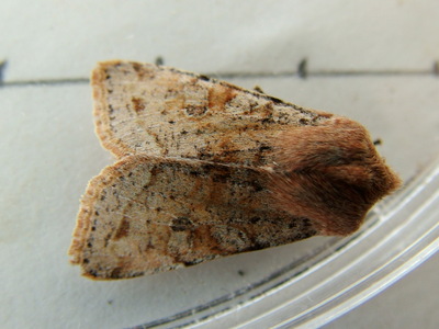 Clouded Drab